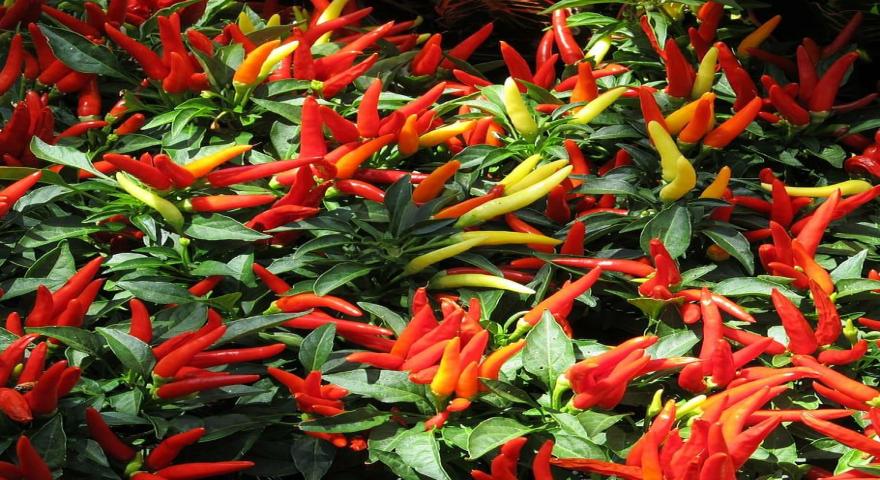 Cara Menyimpan Agar Rica Atau Cabe (Cabai) Yang Dibeli Tahan Lama￼